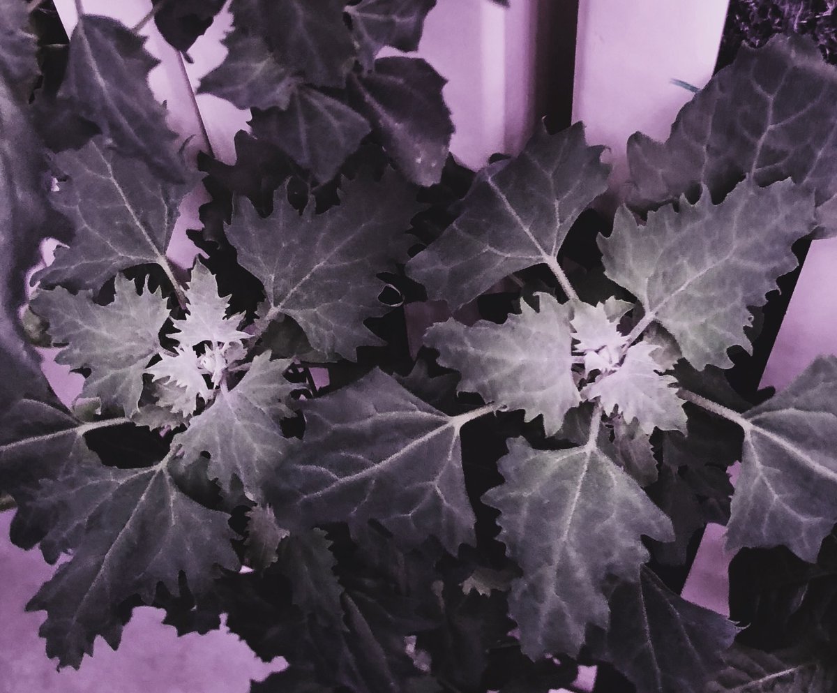 ModularFarms's tweet image. If we’re growing “superfood” does that make it a super farm? This quinoa is making a good case!
#modularfarms #verticalfarming #hydroponics #quinoa #eathealthy #eatgreen #superfood