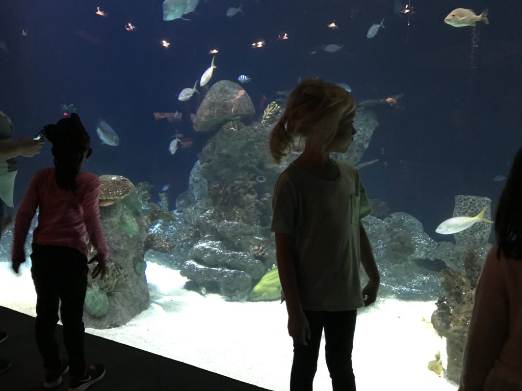 BrickLovesBooks's tweet photo. It makes my heart happy 😍 seeing so many kids excited and enjoying the #GreensboroScienceCenter today. #younginquiringminds #educationalfieldtrips are awesome! 🦈 https://t.co/1Q885HF3El