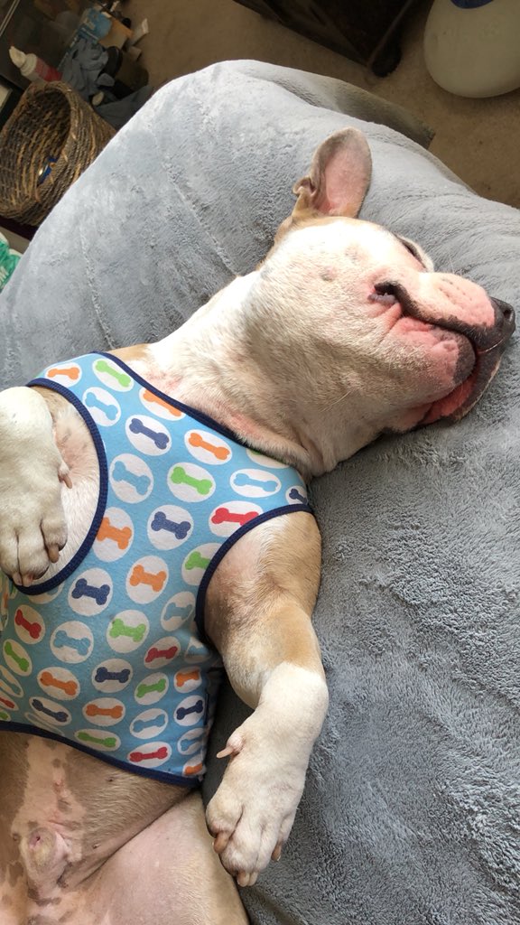 PawsitiveImpCa's tweet photo. @claytontopless @ASPCA #borntonap https://t.co/XqY3bV2Pyu