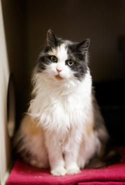 SistersInBiz's tweet photo. Blanche, an incredibly sweet 13 year old super-senior who has been at Providence Animal Rescue League for 104 days!!
34 Elbow St
#Providence #RhodeIsland 
(401)421-1399
Please share Let's get this beautiful lady into her purrrfect retirement home!
https://t.co/eK9IkRqRko #PVD #RI https://t.co/wp2JOfulew