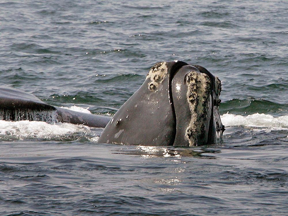 theoceanproject's tweet photo. North Atlantic right whales will be extinct in 25 years, scientists say — unless we act now to save them https://t.co/qorbBLcUNZ https://t.co/RoaNVrzeEv