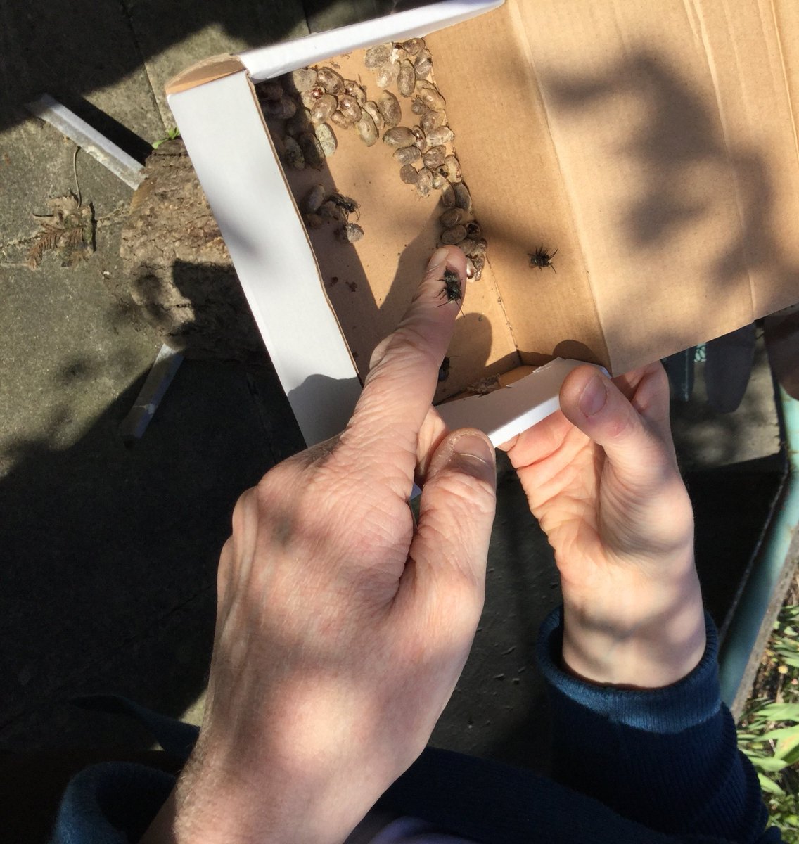 WestVanLibrary's tweet photo. This week’s bee-autiful weather has got our bees hatching!!! #masonbees #BCbees #LibraryBees https://t.co/ZfrIzDNqQe