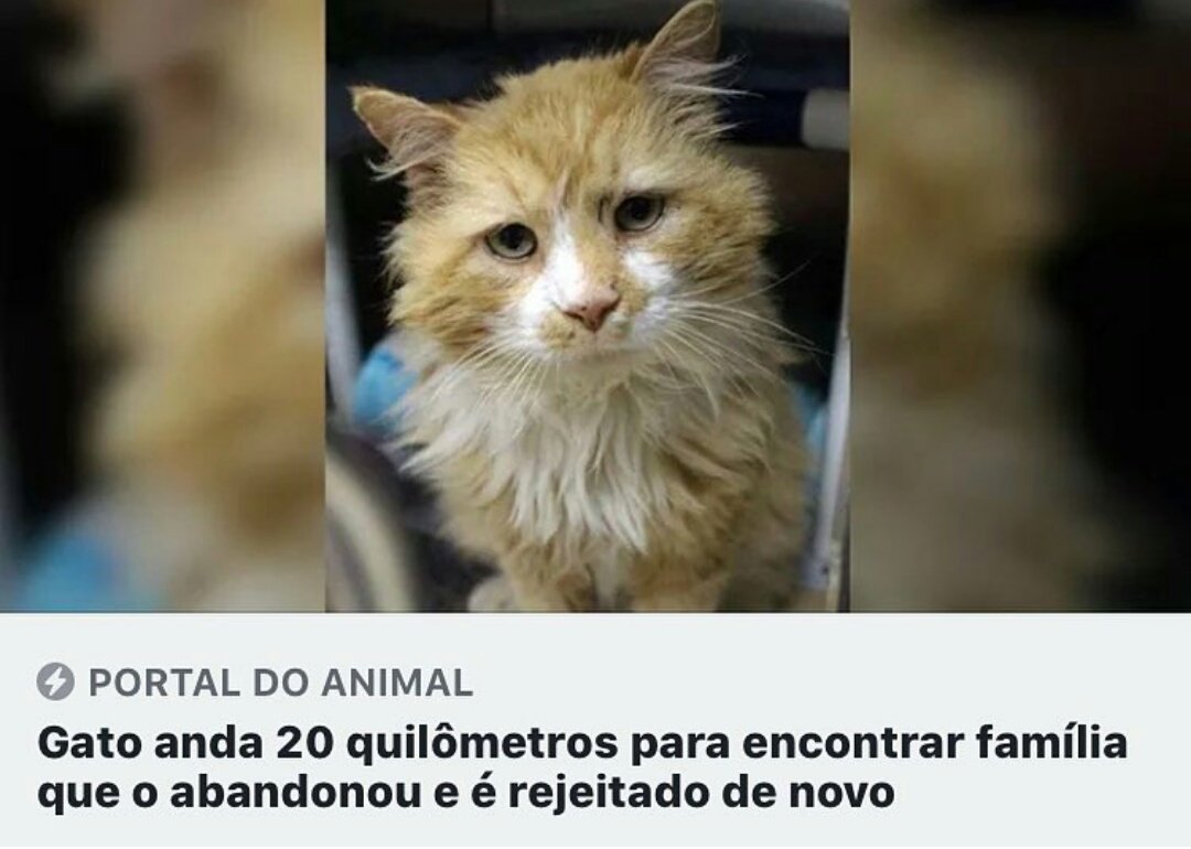 mikasss_'s tweet photo. nós não merecemos os animais, eles são preciosos demais pra esse mundo lixo https://t.co/aVQIBPoaca
