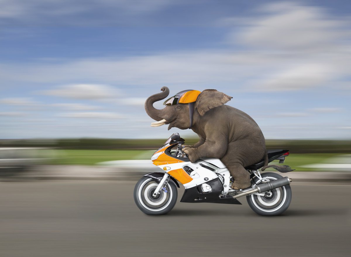 Animal ride. Слон на мотоцикле. Слон байкер. Собака на мотоцикле. Слон с мопедом с мото.
