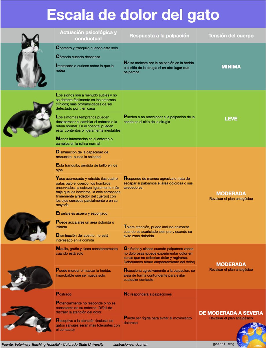 ProgatCatalunya's tweet image. Escala de dolor del gato 🐱#Gatos #Cuidados #Salud