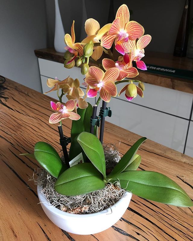 Check out this beauty given by a dear friend 💚🏵 thank you @solchibru ❤️
.
.
.
#orchid #orquideas #orchidlove #orchidlovers #myflowers #purejoy #loveflowers #loveorchids #beauty #beautifulgift #naturelover #naturelovers #greenenergy #aliveflowers #won… ift.tt/2Hs6oL1