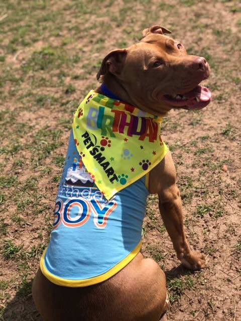 Looking good! Zeus is getting ready for his birthday celebration! Read all about it here &amp; see how you can be a part of his celebration: facebook.com/cnyspca5878/po…