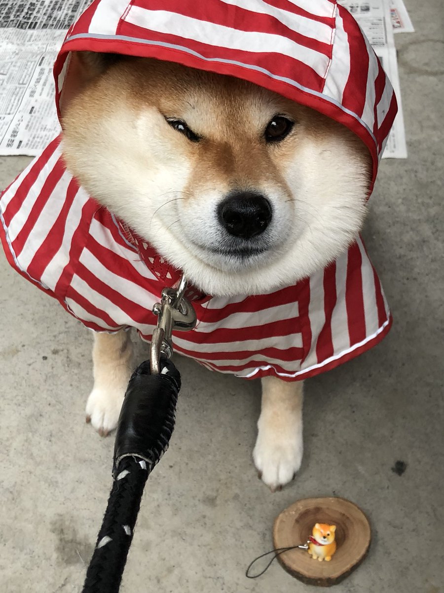 柴犬ハナ 拒否犬と一緒に 拒否してみたよーだ