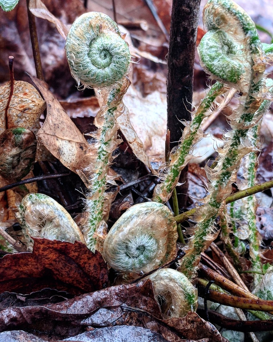 FernHollowNC's tweet photo. We found some great things at our after school program today! The #fiddleheads were a hit! #getoutside #fhnc #panature #pawild #teampawild #teampixel #naturalpennsylvania #ferns https://t.co/dIbHvqCTej