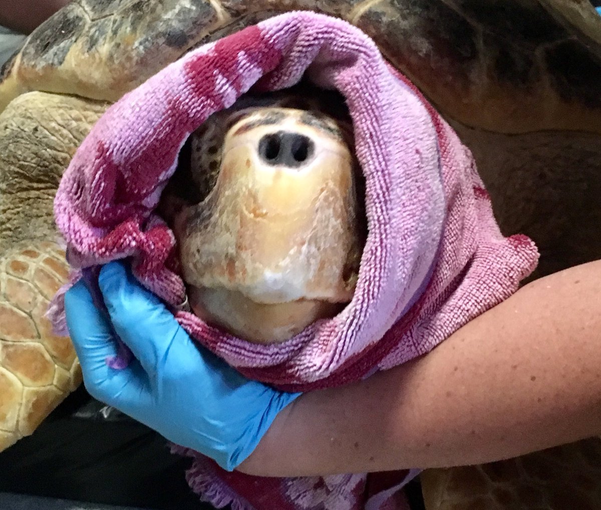 jenndittmar's tweet photo. Canuck had a routine exam and weight check today. Current weight is 147 pounds. The turtle was moved to our main rehab pool to help stimulate more activity and build muscle mass. https://t.co/ujg7fsIxYD