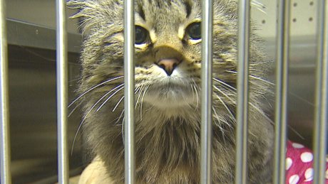 CBCCalgary's tweet photo. Half-price adoptions at Calgary adopt-a-thon all weekend long https://t.co/4ZLvnW7fSo https://t.co/CTAU0ylzBD