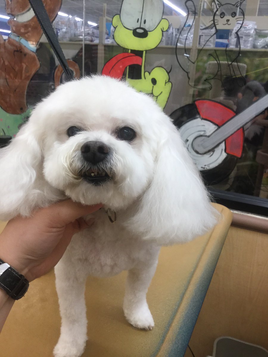 Petsmart Grooming-Commack tweet media