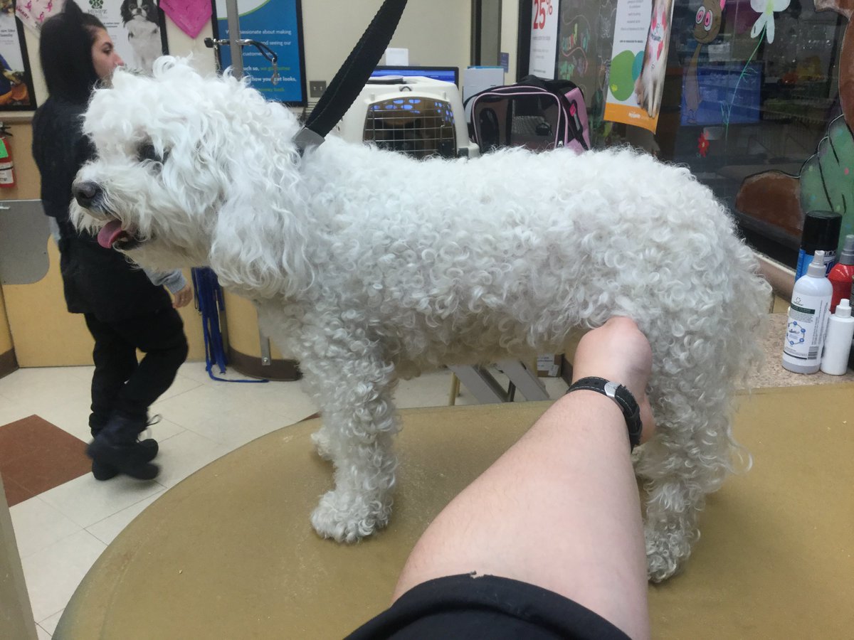 Petsmart Grooming-Commack tweet media