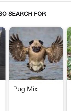 mollieLwinter's tweet photo. I was looking at different dog mix breeds and I was not disappointed https://t.co/4ApkxJOhkk
