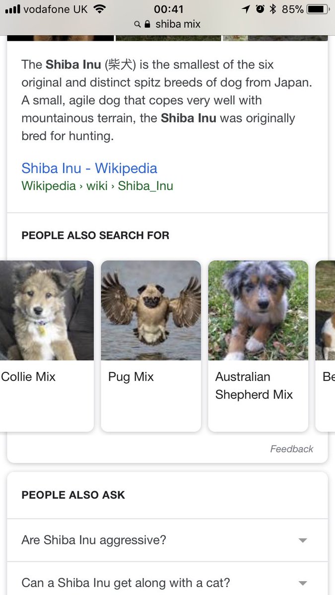 mollieLwinter's tweet photo. I was looking at different dog mix breeds and I was not disappointed https://t.co/4ApkxJOhkk