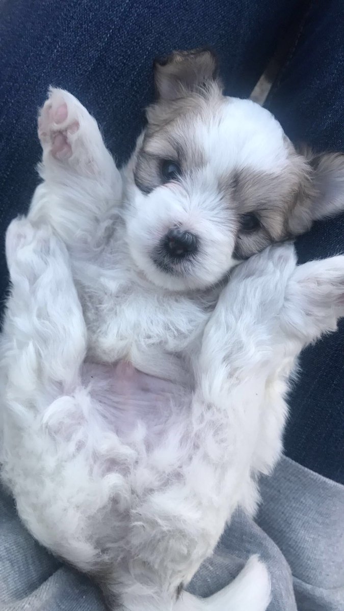 the look they get when they stop rubbing my belly  #puppydogeyes