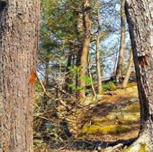 video_gamebae's tweet photo. So I went ahead and got lost at the woods 🙂💙 https://t.co/sjwD1rAU7K