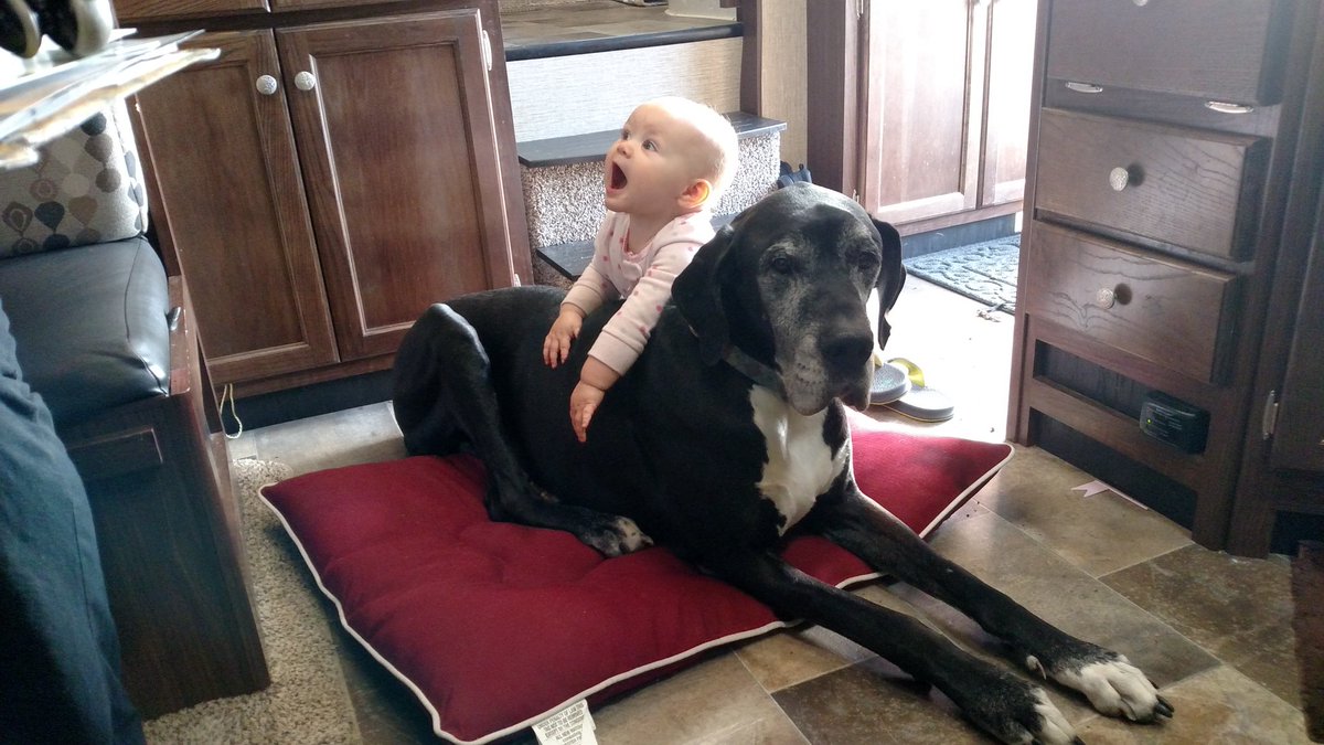 AshleyChick007's tweet photo. @AriannaPfled @LenayNewman Great Danes are AMAZING!!! Apollo lets Maverick crawl all over him! He is her go to when she's sad! Kids have taken treats, food, and toys out of his mouth with no problems! https://t.co/bPyBwwg5rm