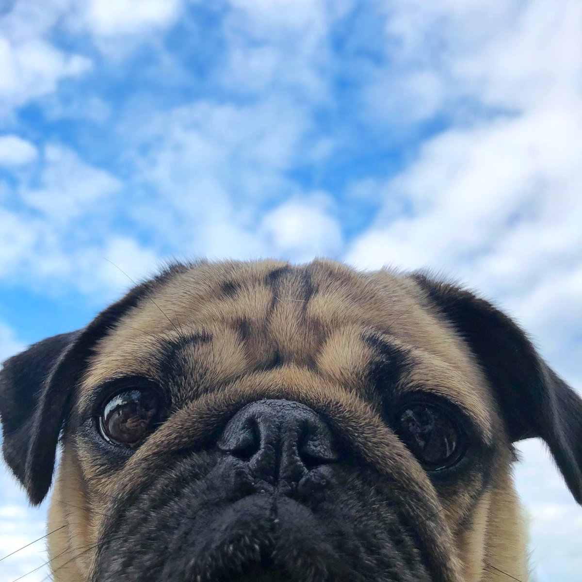 itsdougthepug's tweet photo. Blue skies and pug eyes https://t.co/McolwsNusE