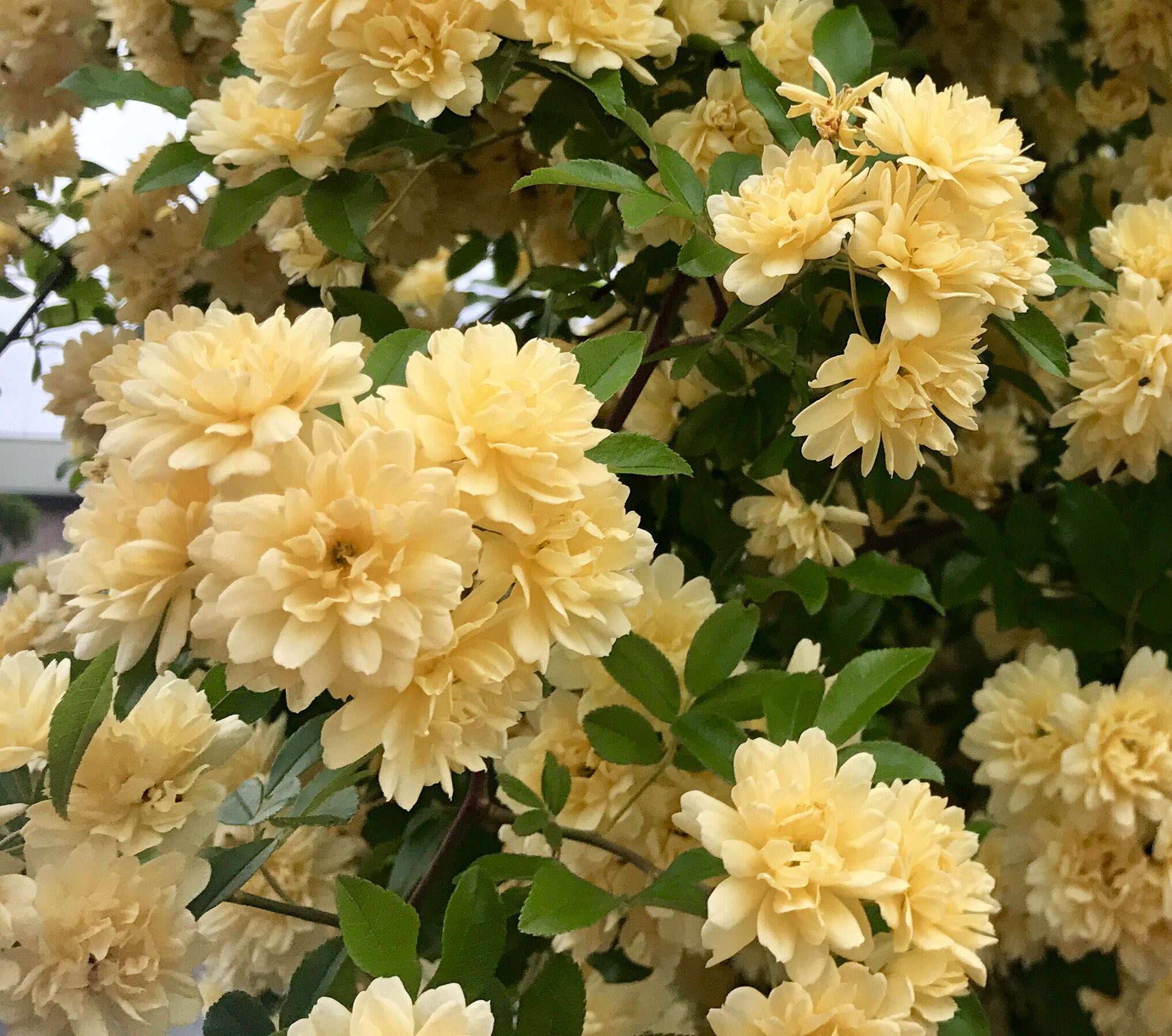 もも Pa Twitter おはようございます 4 25誕生花 モッコウバラ 花言葉 繁盛 別名スダレイバラ バラ科の常緑ツル性低木 春に茂った枝やツルに沢山の花をたわわに咲かせ 黄色の一重と白花には香りがあります また一重の枝にはトゲがありますが八重にはトゲ
