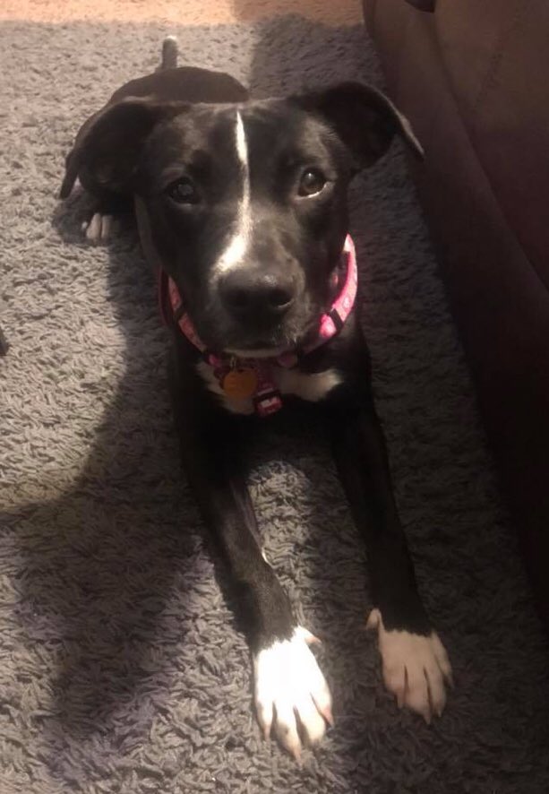 DeltaSigDOGS's tweet photo. Shadow is our second Purple Paws Spotlight! She is an 8 month old lab mix who loves meeting new people and pupper friends! https://t.co/aoVhFrGakN