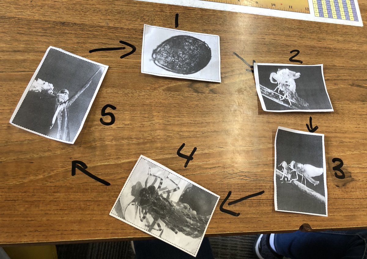 MissCannington's tweet photo. Today we learned all about animal life cycles and practiced putting them in order. #TheACSWay #theHFEDifference https://t.co/RngH47fQTP