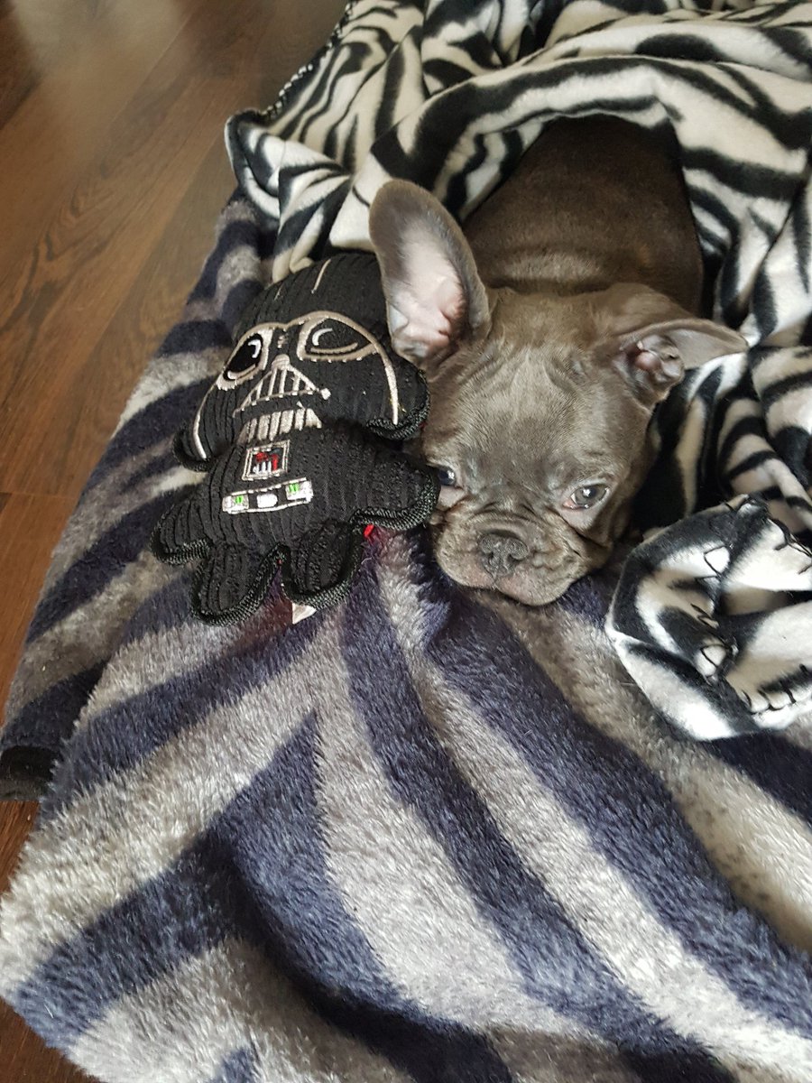 gibbo_afc's tweet photo. New addition to the family #frenchbulldog #davejr https://t.co/e6RCWoCN2x