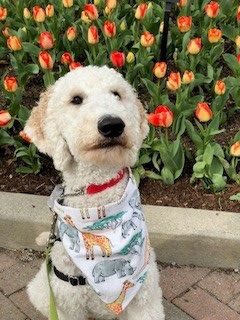 UHSPaws's tweet photo. What better way to de-stress then to hang out with these furry friends?! 🐾These pups will be at Paw &amp; Popcorn this Thursday from 5-7 in the Hub!! 🍿 Join UHS and @UK_Panhellenic for this wonderful #LessStressMoreSuccessWeek treat! #StressLessUK https://t.co/VrYwB6yb9u