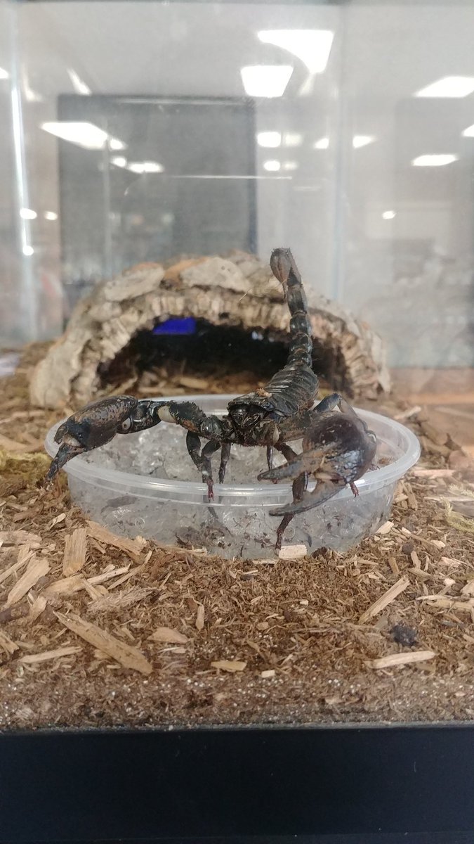 Beasties719's tweet photo. Just checking out what's going on throughout the day.#coldblood #Stinger #SCORPIONS https://t.co/kQrARUX8gM