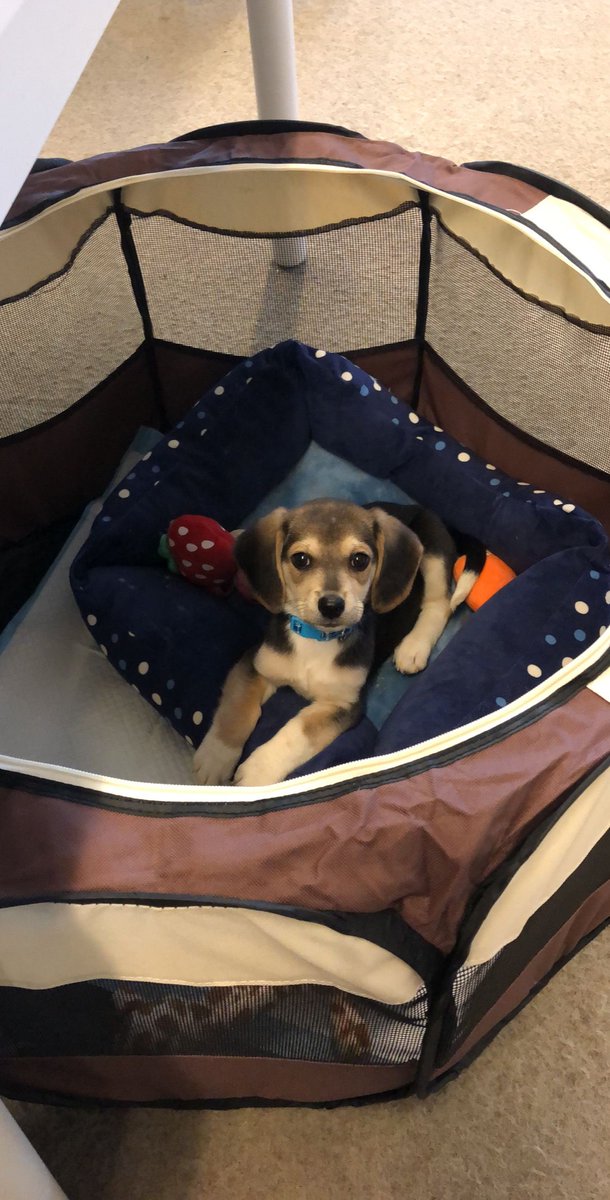 ItemizeCorp's tweet photo. #Itemize would like to welcome Cooper, a 10 week old beagle to its NYC office. #dogswithJobs @NKYRyan #Beagles https://t.co/KeDQSq0A6x