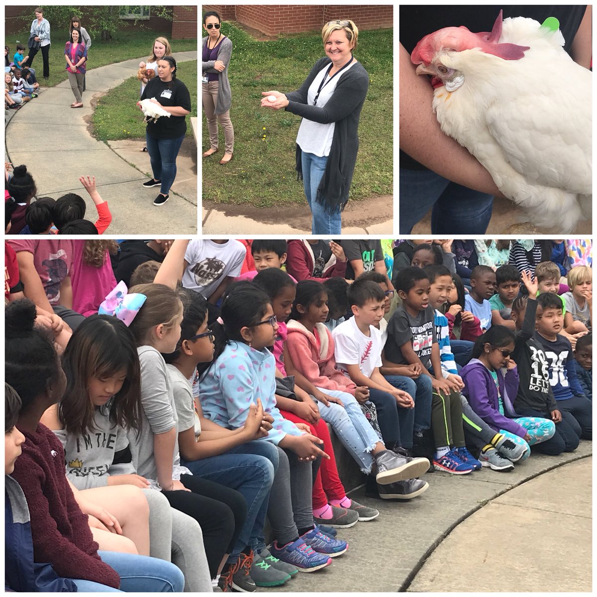WilsonCreekES's tweet photo. The chickens have arrived!! Our 2nd graders enjoyed meeting our friends from the UGA Poultry Science Center today! We are so excited to watch our chickens hatch!!! https://t.co/kM5OcAWyDw