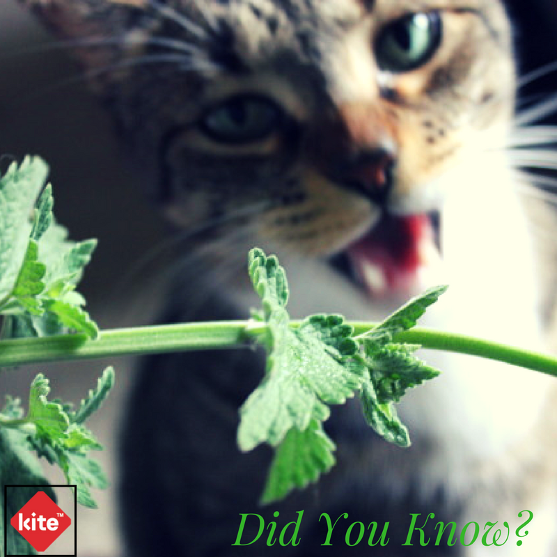 KitePatch's tweet photo. Keep Fluffy happy and repel mosquitos . . .

Catnip repels the insects naturally, but don't try it on your next salad!

#catnip #nature #life #natural #healthylifestyle
#healthy #organic #science https://t.co/LT3DMyaRXV