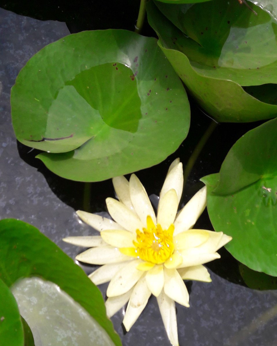 SANKHYAWorld's tweet photo. #lotus flower at our #innovation campus in vizag
#withnature https://t.co/SbMwKvx7e2