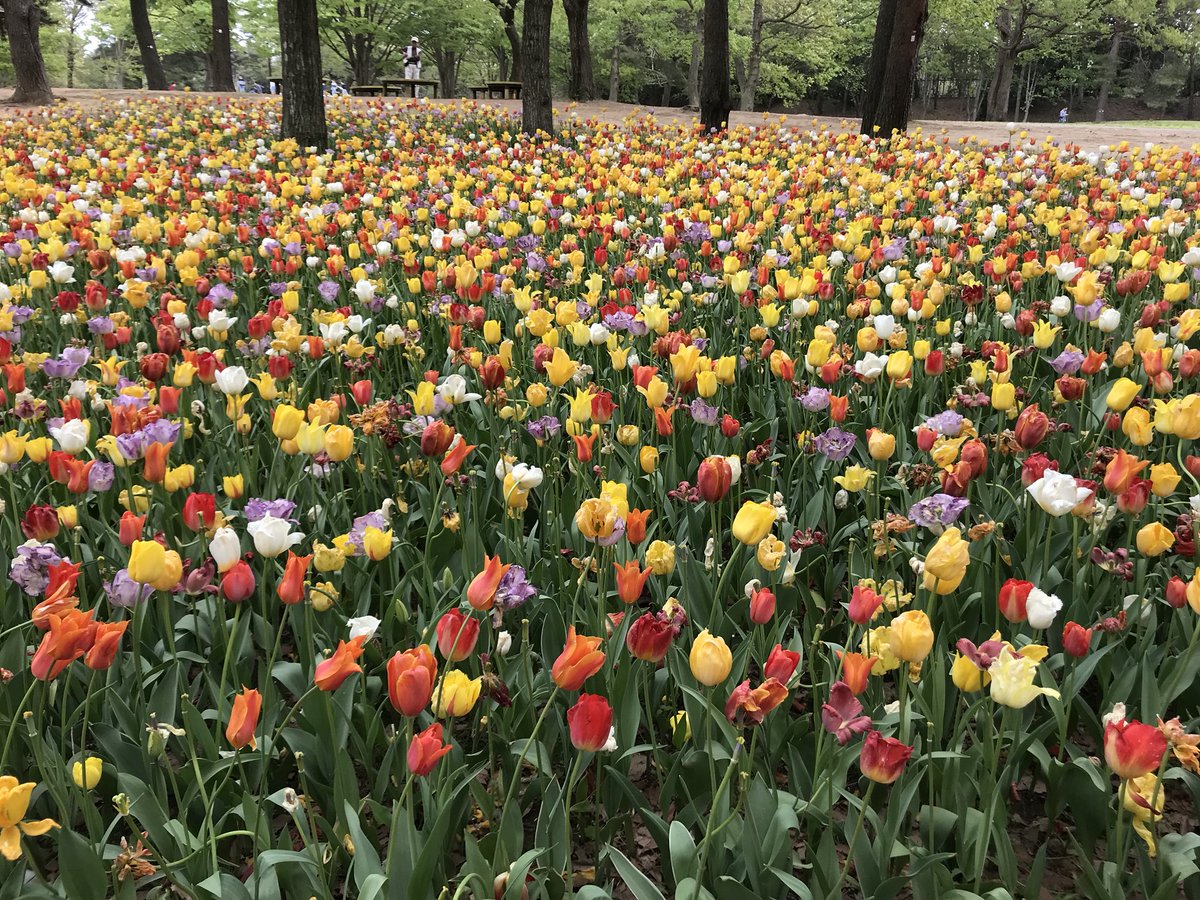 この春はお花畑をたくさん見ました。 