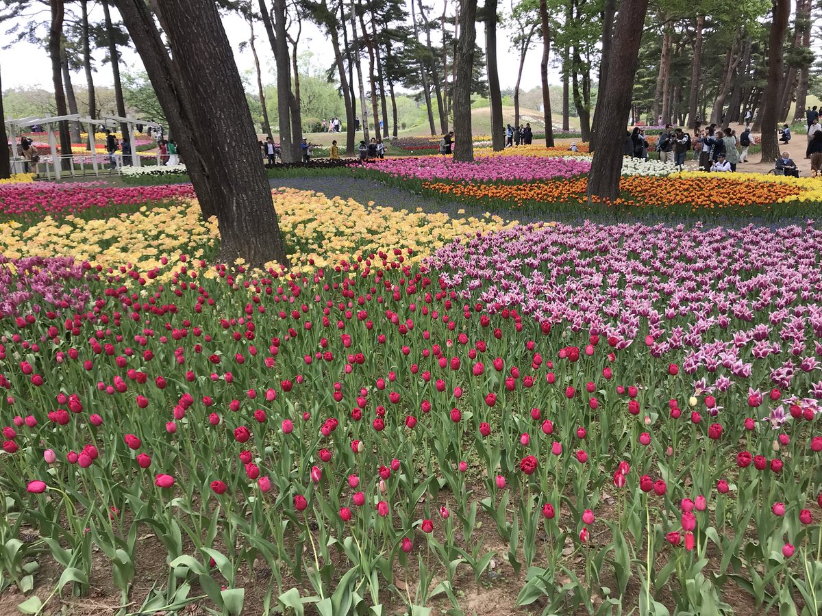 この春はお花畑をたくさん見ました。 