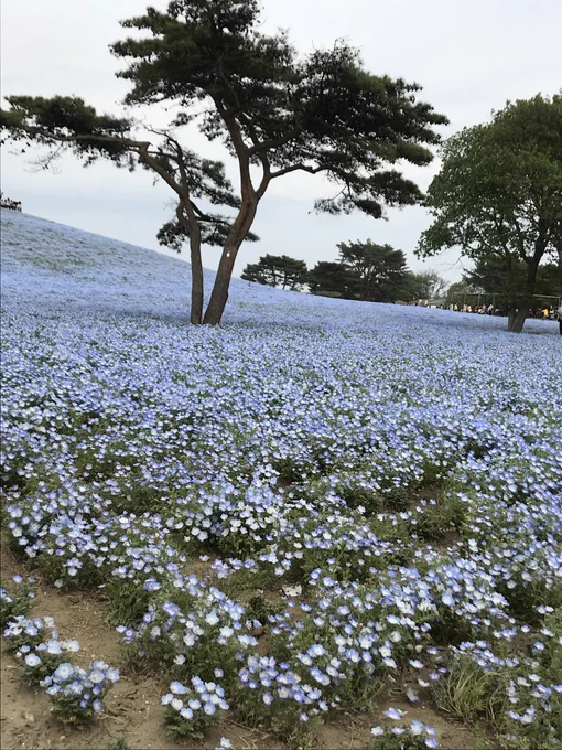 この春はお花畑をたくさん見ました。 