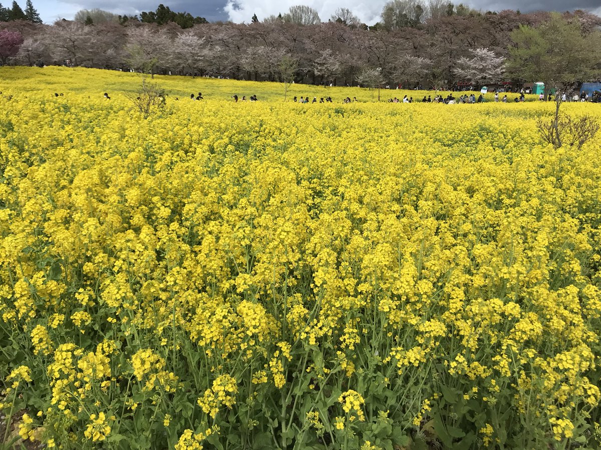 この春はお花畑をたくさん見ました。 