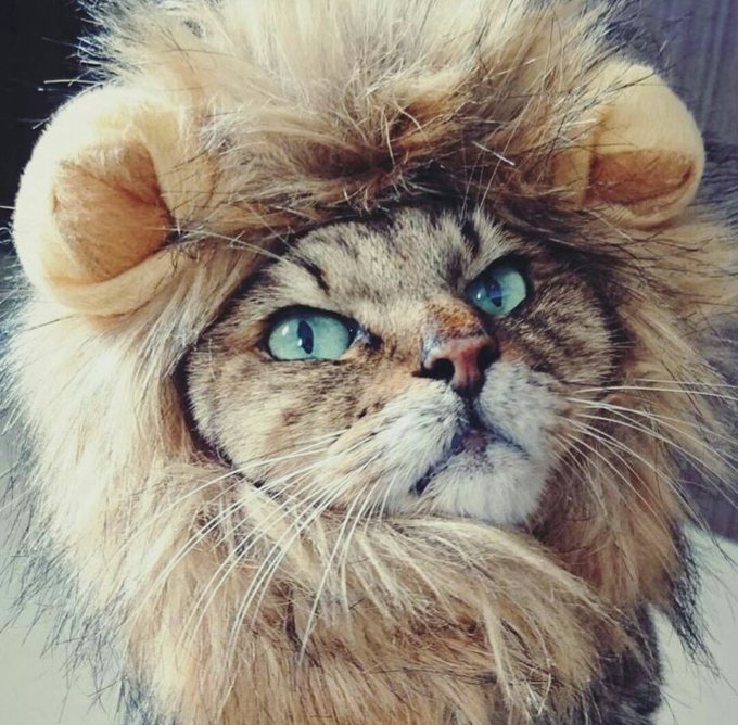 ライオンに変身する猫が可愛すぎ かぶりものやライオンカットの魅力とライオンとのちがいについて