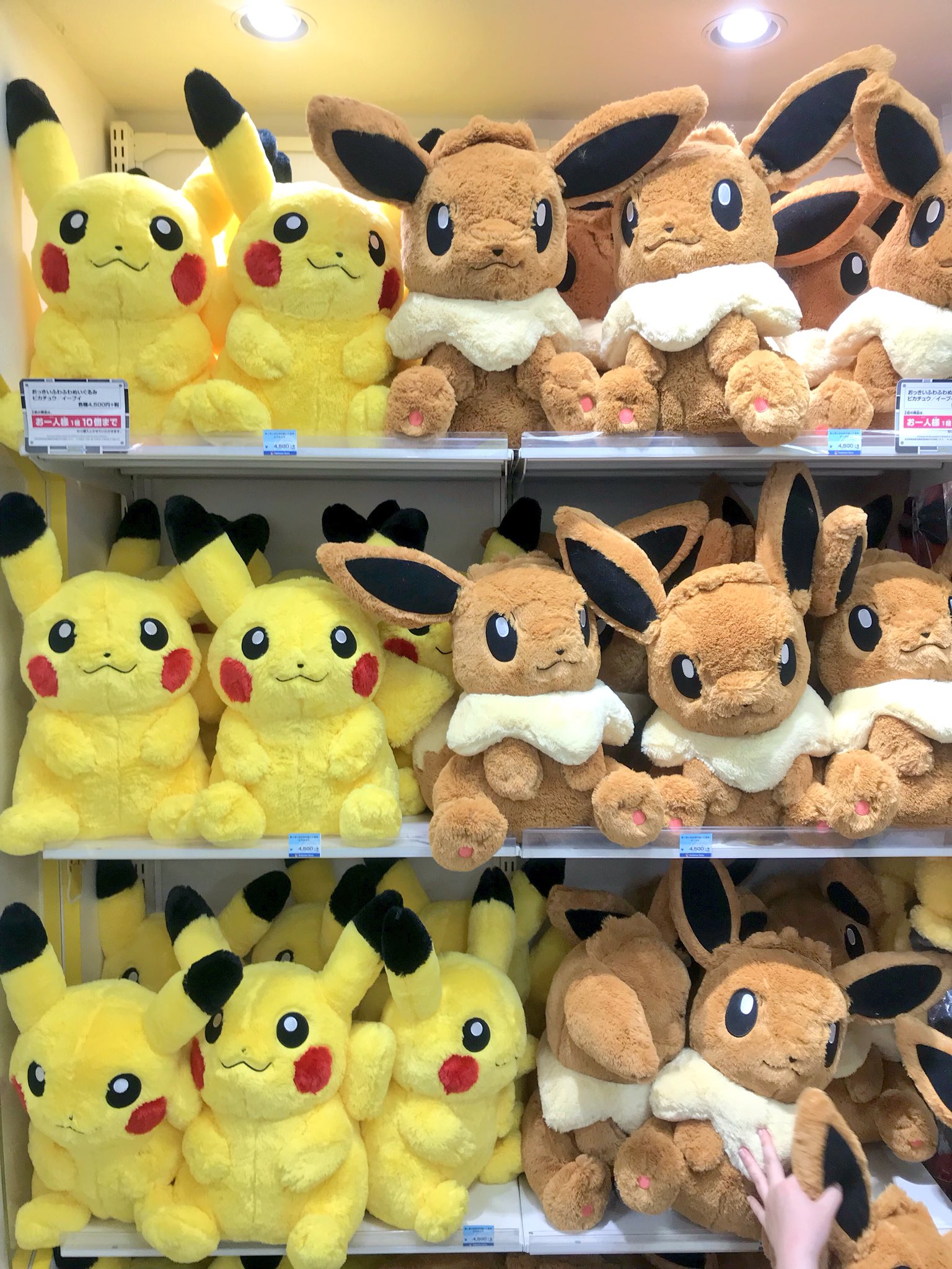 ヒノッチ Sur Twitter 本日発売のふわふわぬいぐるみ想像以上にでっかいーぶい ほぼ等身大サイズ ポケモンセンター