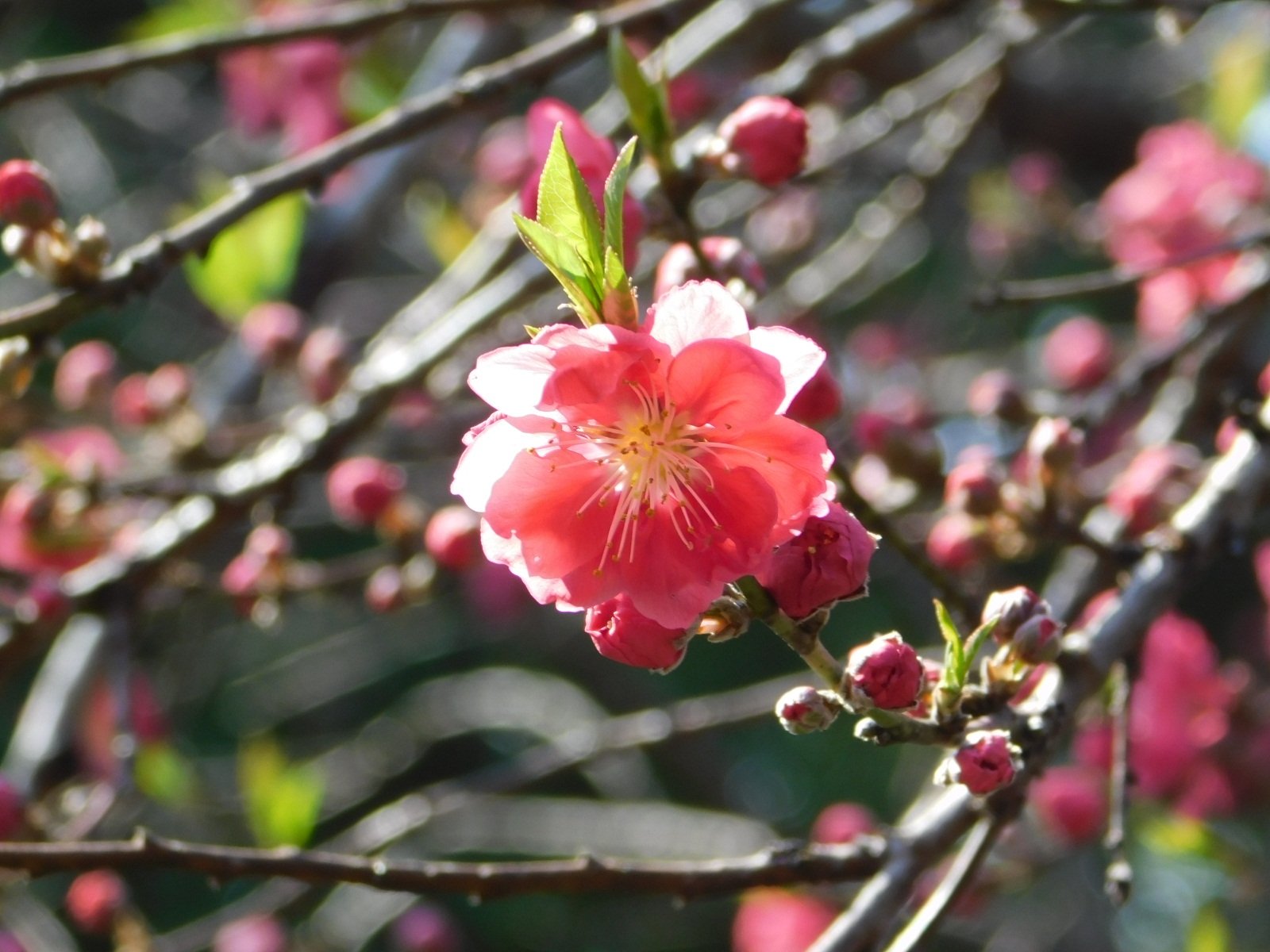 Jun Jun 新宿御苑にて 花桃 源平 花桃源平 花 Flower 新宿御苑https T Co Jlhrtoyf61 Twitter
