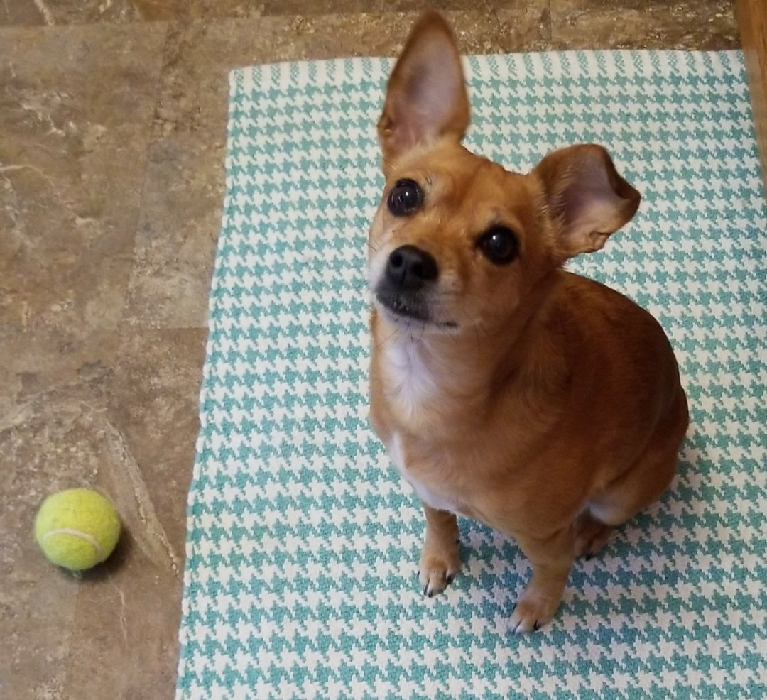 zbonner86's tweet image. Hey Billy! I'm not fake and actually running the Chicago Marathon &amp;amp; raising money to help PAWSChicago who helped over 5k pets last year! I'm halfway to my goal of $1500 if you would care to donate to my cause! Even $5 goes a long way! We love our rescue!
 my.pawschicago.org/TEAMPAWSChicag…