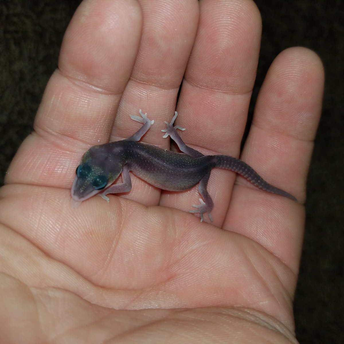 MidExoPets's tweet image. 