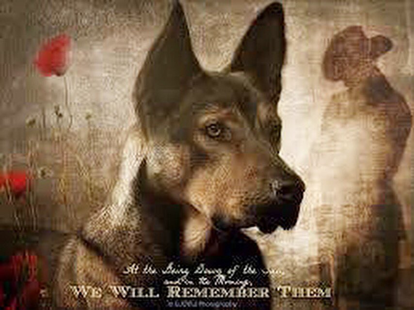 BFRescue's tweet photo. Lest we forget https://t.co/uYLVYXRCXq