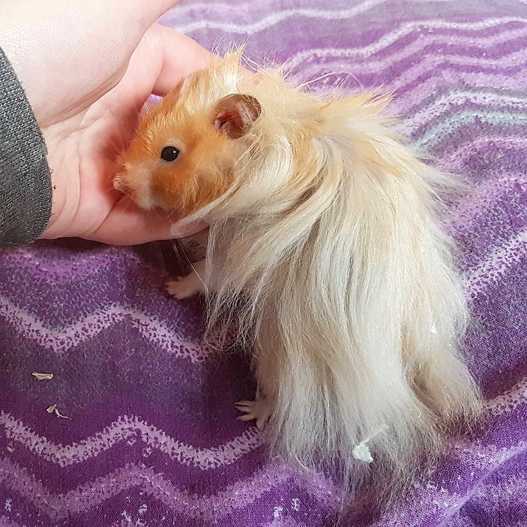 Hamster_NGoC__'s tweet photo. Don't forget to follow:➡ @hamster.mouse  😎 😍 🐶 💓                           
🌸 Tag &amp; Share with your Friends⤵
🎬Directed by @fluffyrodents 

#HAMSTERS #SYRIANHAMSTER #HAMSTERLIFE #HAMSTER #HAMSTERLOVE #HAMSTERLOVER #HAMSTERSONINSTAGRAM #HAMSTEROFINSTAGRAM #HAMSTERSOFIG #D https://t.co/1EMe1Zv1tJ