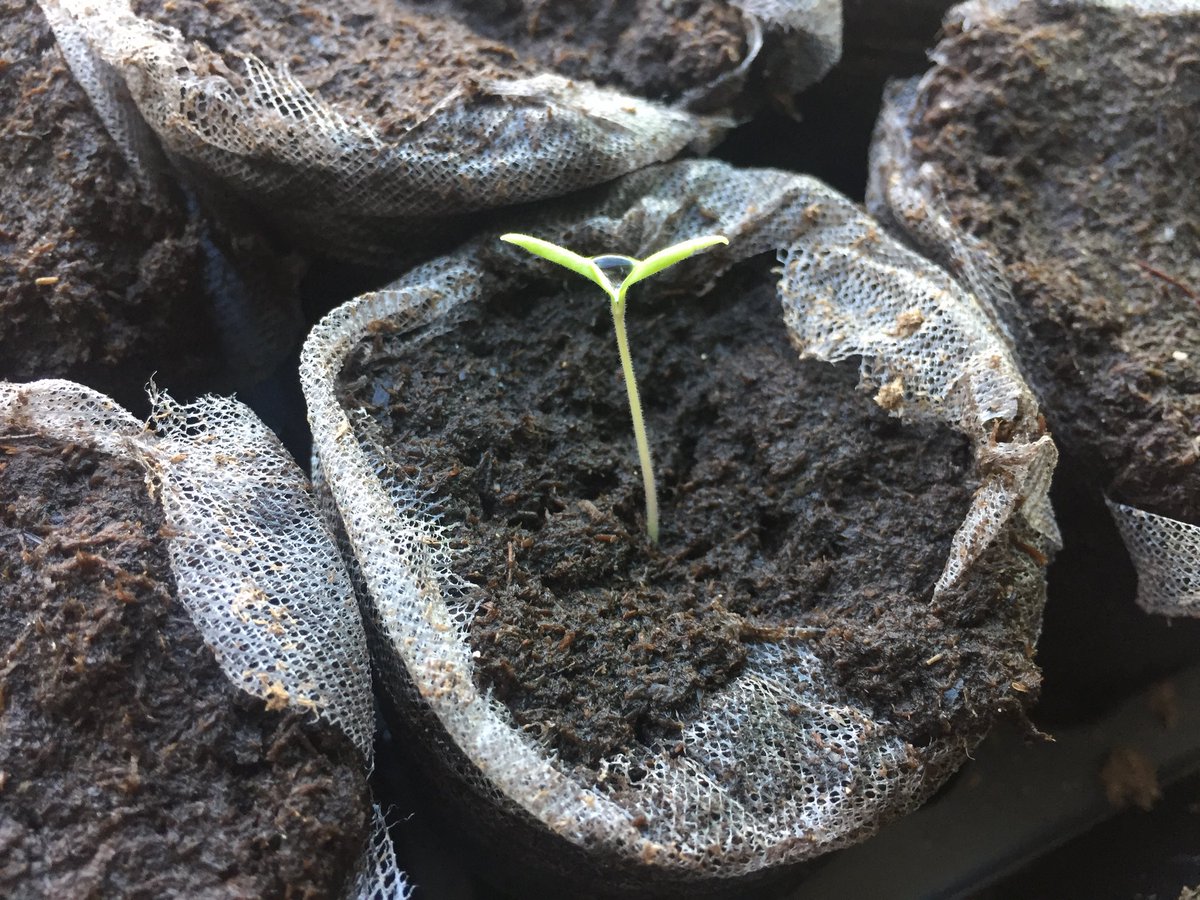 CKMS_Girls's tweet photo. Our first tomato plant has sprouted with our 6th grade @Tomatosphere project! 🍅🌱 #STEMGIRLS @ISS_CASIS @csa_asc https://t.co/vFZc1adasR