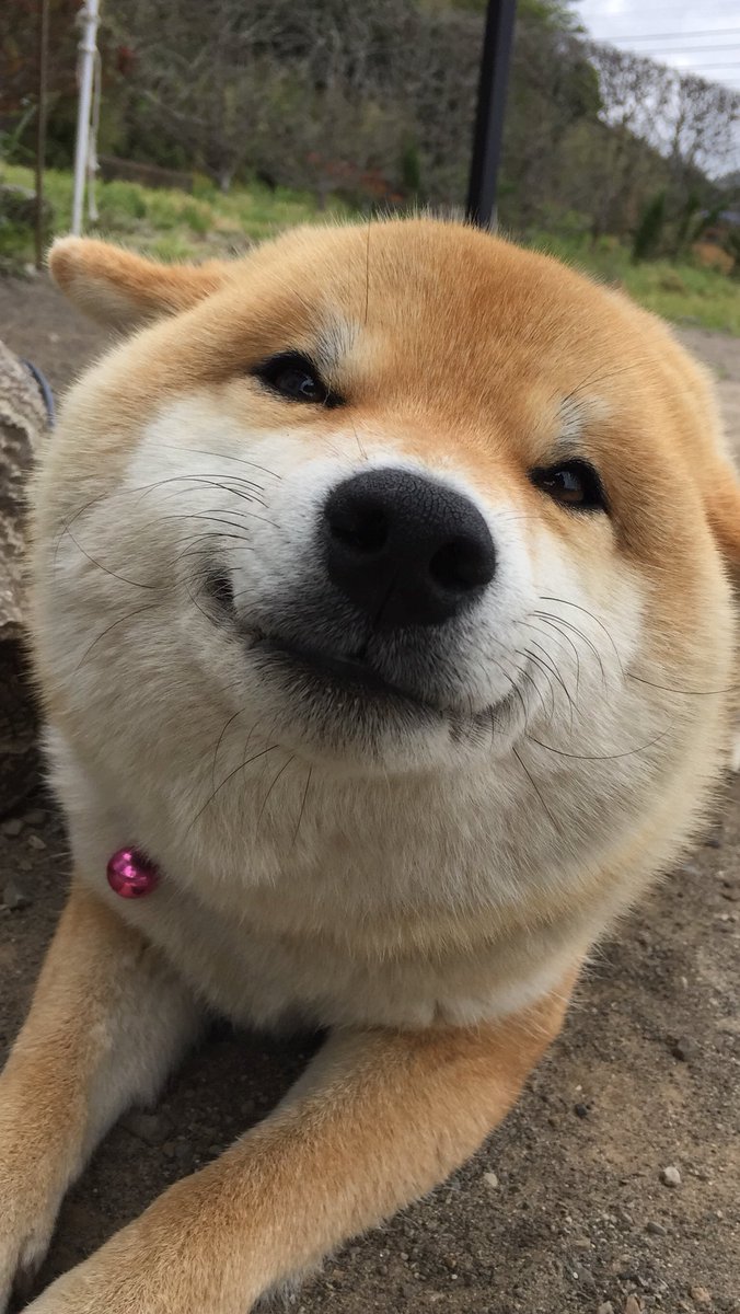 あの絵にも似てる 話題のニッコリ顔の柴犬に思わずほっこり Togetter あの絵にも似てる 話題のニッコリ顔の柴犬に思わずほっこり Togetter