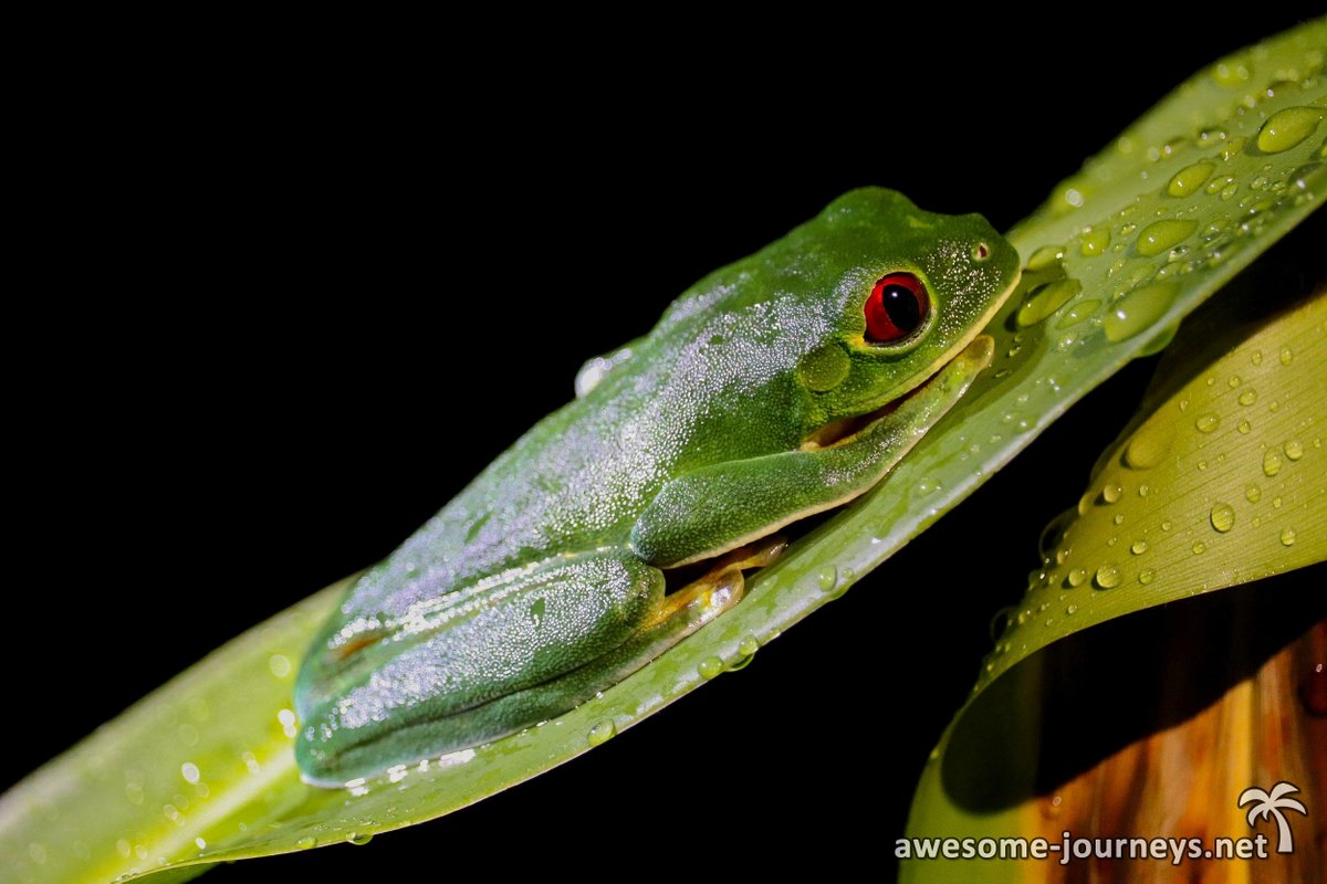 awesomejourneys's tweet photo. We had an awesome time at #rainmaker reserve in #quepos / #costarica with the guys of Costa Rica Jade Tours! Stay tuned for our travel report, which will be published in some weeks!

#frogs #redeyedtreefrog https://t.co/gR7WI4MiTh