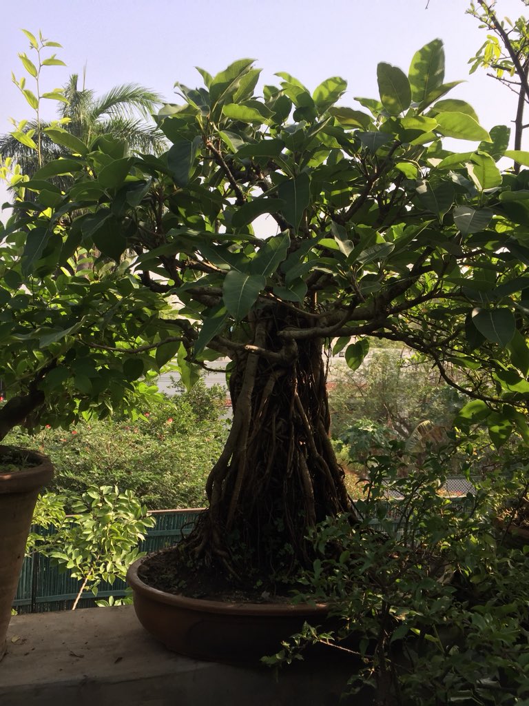 Tarunvijay's tweet image. Acharya of #Delhi’s cute little inspiring  Bonsai garden (250)is #JaipalSingh, came as a Constable-promoted as ASI, lives in a small quarters in a Thana. Where there is a will, there is a creativity #Policemen hv a heart too @DelhiPolice @Uppolice