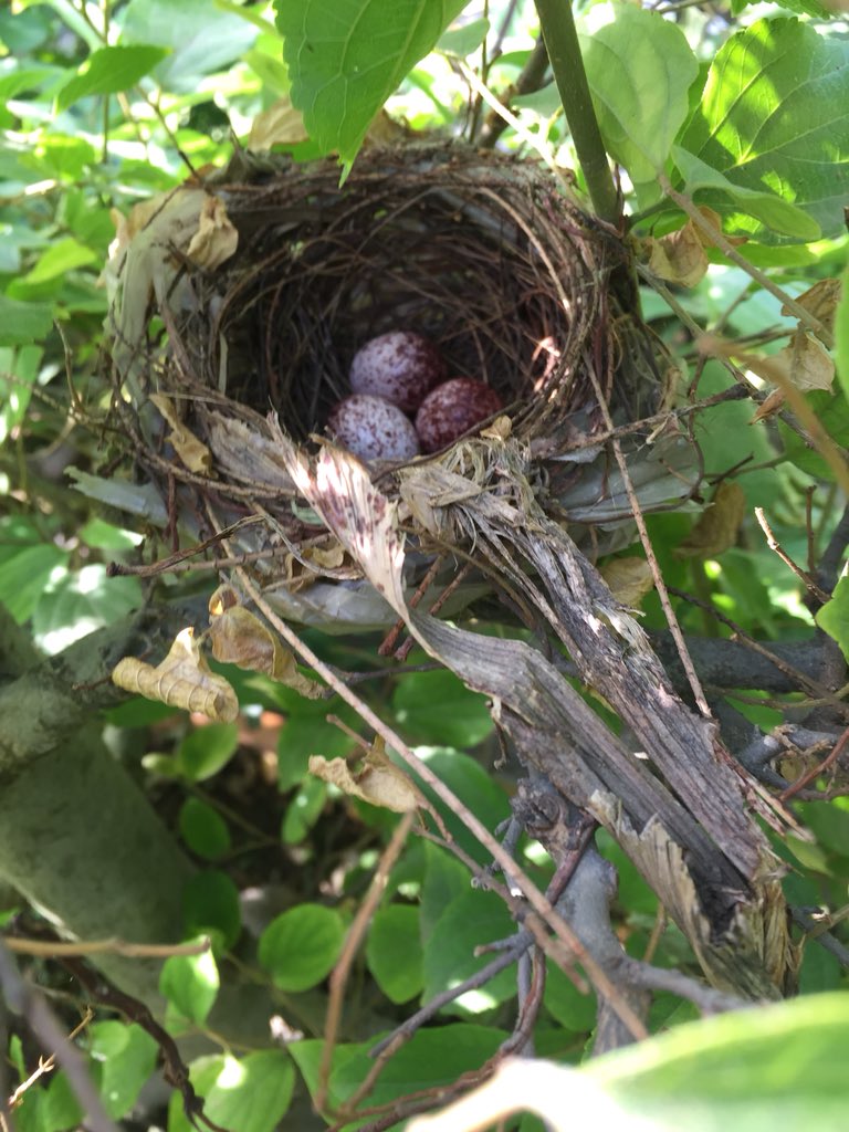 Tarunvijay's tweet image. Acharya of #Delhi’s cute little inspiring  Bonsai garden (250)is #JaipalSingh, came as a Constable-promoted as ASI, lives in a small quarters in a Thana. Where there is a will, there is a creativity #Policemen hv a heart too @DelhiPolice @Uppolice