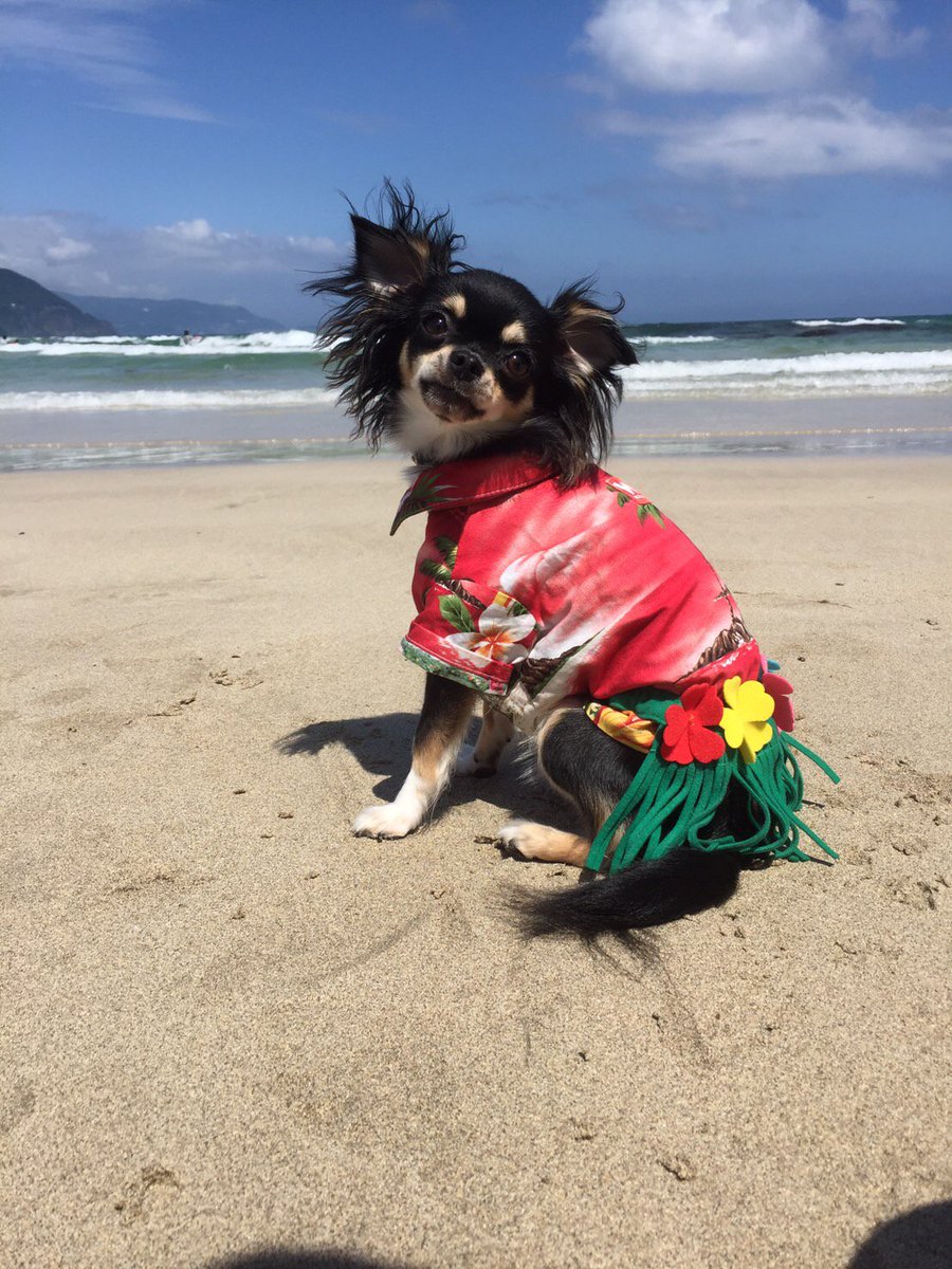 One Love Aloha 18 皆さま雨は大丈夫でしたか ようやく雨もやんできたようですが まだ曇り空が続きそうなので 本日はさわやかな写真をアップ 横浜 日本大通り 犬 犬好き イベント ハワイ アロハ 海 Dog Aloha Onelove One Love Aloha